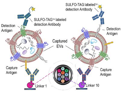 Assay Format “B” for intact EVs: e.g. CEA+EVs or CD73+EVs